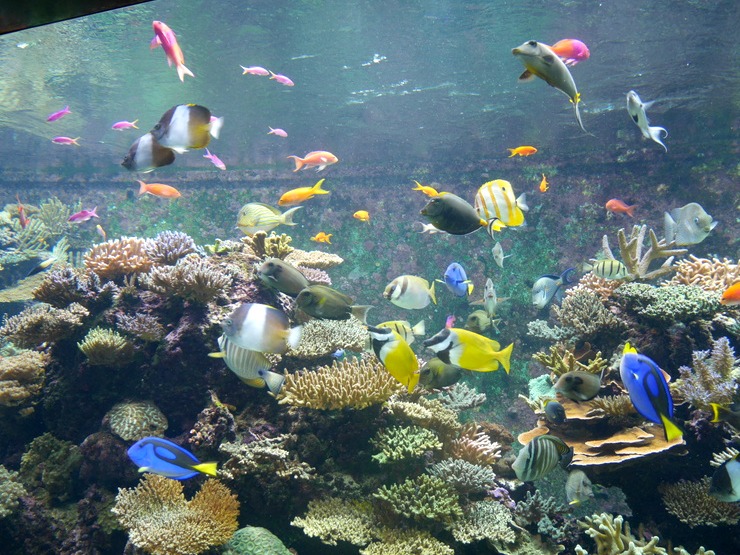 S.E.A Aquarium 19