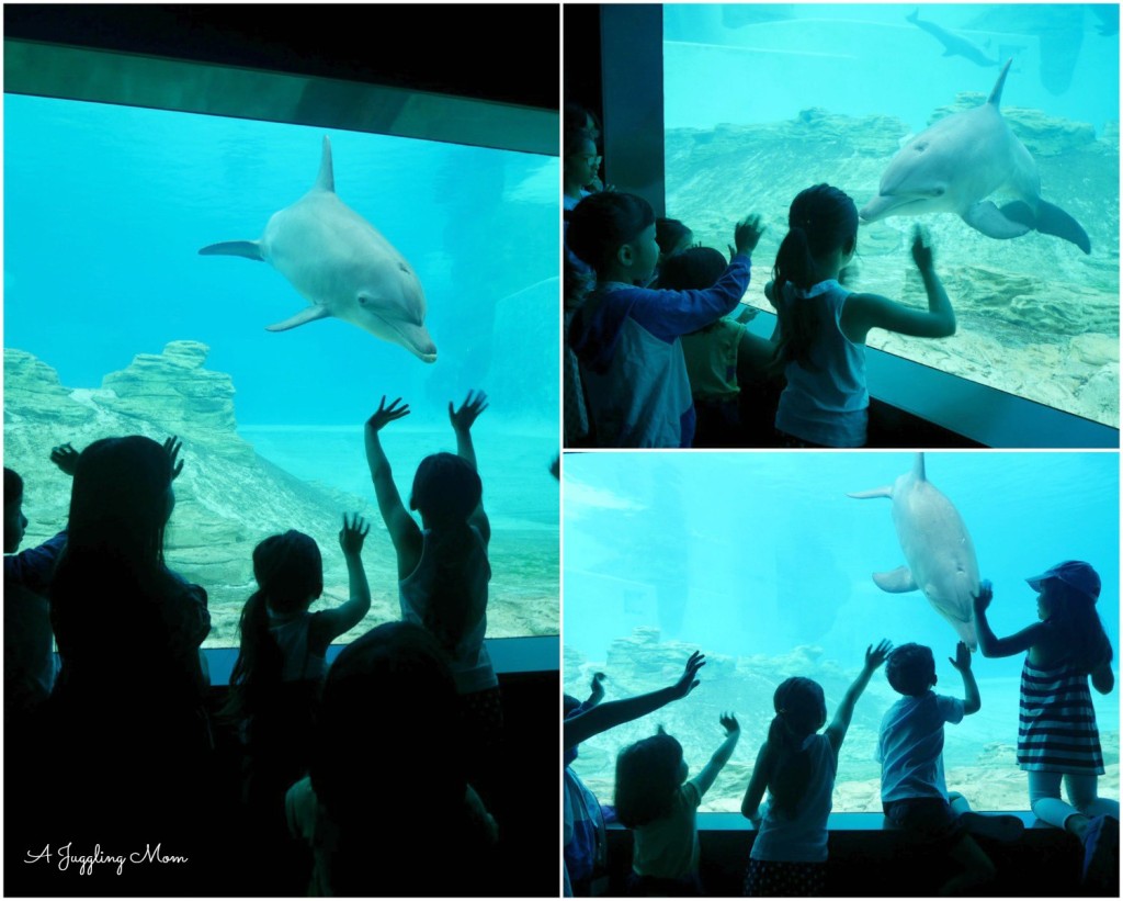 The adorable bottlenose Dolphins that were a hit with the kids