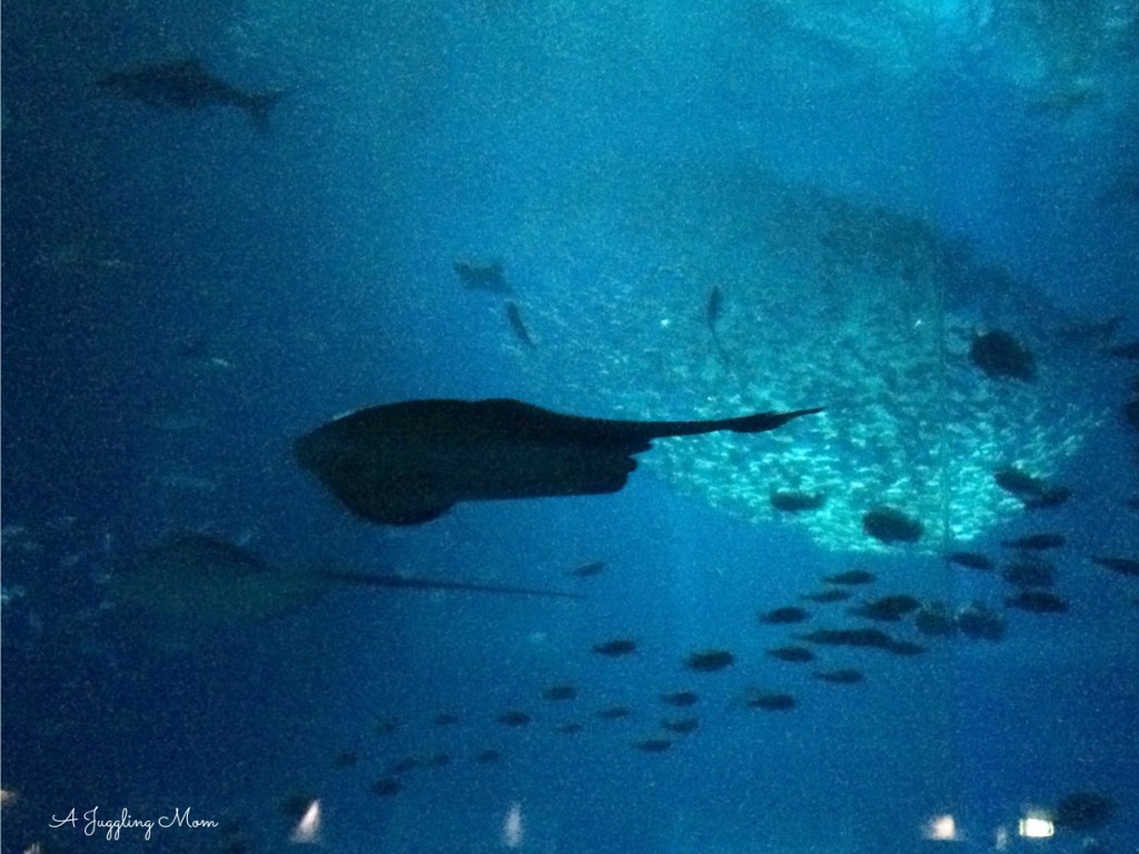 A school of fish swimming in circles