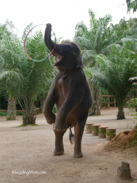 Elephant trekking Krabi 001