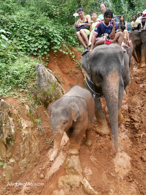 Elephant trekking Krabi 003