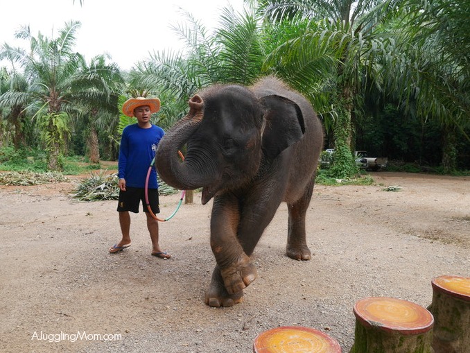 Elephant trekking Krabi